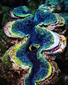 an octopus is sitting on top of some corals in the ocean with blue and yellow colors