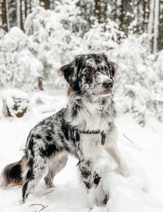 a black and white dog standing in the snow