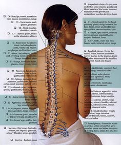 Each spinal nerve supplies a wide area of the body and many functions Spinal Nerve, Nerve Pain, Reflexology, Gua Sha, Sciatica, Health Info, Alternative Medicine