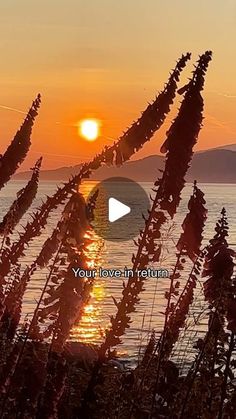 the sun is setting over water and some plants