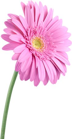 a single pink flower on a white background