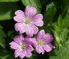 three pink flowers with green leaves in the background