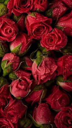 many red roses with water droplets on them