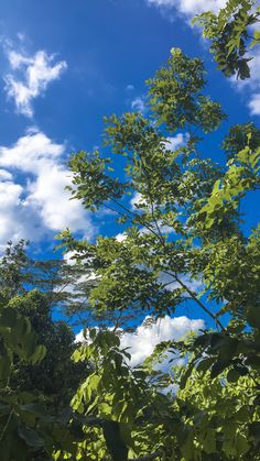 trees and clouds in the background with blue sky