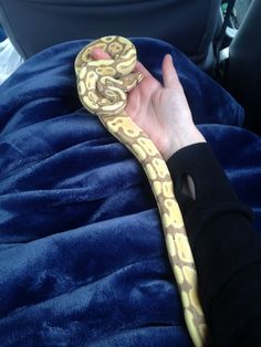 a person holding a large snake in the back seat of a car on a blue blanket