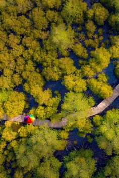 an aerial view of a colorful umbrella in the middle of a green and yellow forest