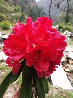 a person holding a large red flower in their hand with mountains in the back ground