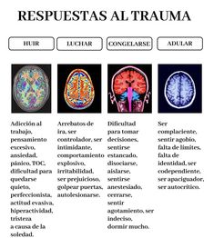 the four areas of the human brain are labeled in three different languages, each with their corresponding