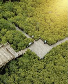 an aerial view of a wooden walkway in the middle of a forest with trees surrounding it