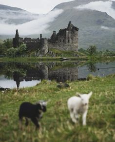 two sheep standing on top of a lush green field next to a lake and castle