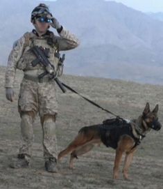 Uk Military, German Shepherd Training, Puppy Barking, Dog Hero, Military Working Dogs, Animal Help, Military Dogs, Tier 1, Royal Marines