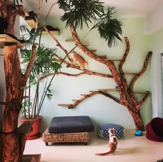 a cat sitting on top of a wooden bench next to a tree with birds perched on it