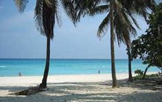 two palm trees on the beach with people in the water