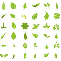 various green leaves on white background