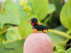 a tiny black and brown dog sitting on top of a finger