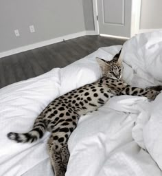 a cat laying on top of a bed covered in white sheets