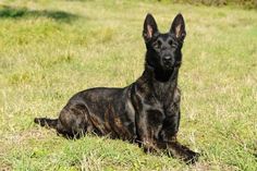 a black dog sitting in the grass looking at the camera with an alert look on his face