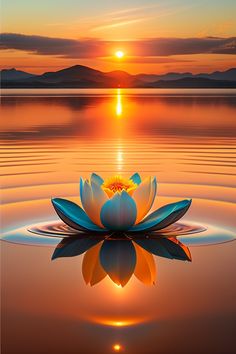 a lotus flower floating in the water at sunset