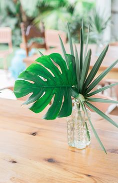 an image of a plant in a glass vase on a table with the caption vintage backyard baby