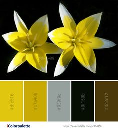 two yellow flowers are in the center of this color palette