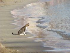 a cat is sitting on the beach looking at the water and sand that surrounds it