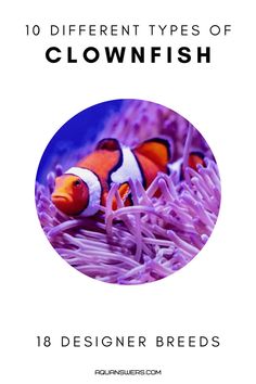 Here is a 10 Types of Clownfish Salt Water Fish, Marine Aquarium, Pet Fish, Vibrant Orange