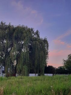 a large tree in the middle of a grassy field