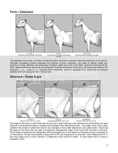 the diagram shows how to draw an animal's head and neck with different angles