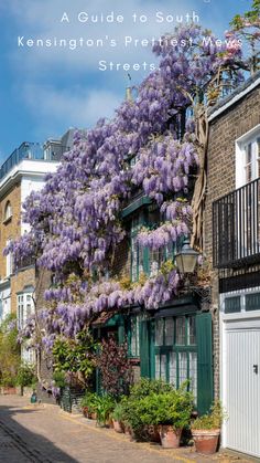 purple flowers growing on the side of an old brick building with green shutters and windows