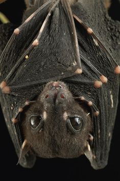 a black and white photo of a bat with it's eyes open, hanging upside down