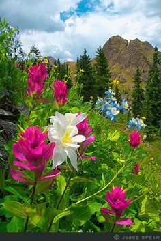 some pink and white flowers in the middle of a field with mountains in the background