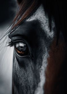 the eye of a black and white horse with red streaks on it's face