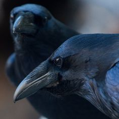 two black crows sitting next to each other