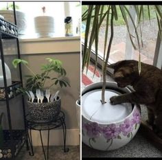 two pictures side by side one has a cat and the other has plants in it