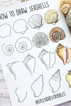 how to draw seashells on a sheet of paper next to some sea shells