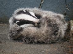 a raccoon is curled up and sleeping on the ground next to a wall