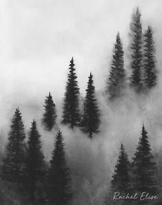 black and white photograph of trees in the fog