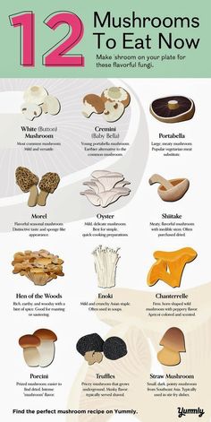 mushrooms are the most important food for many people to eat, and they can be found in