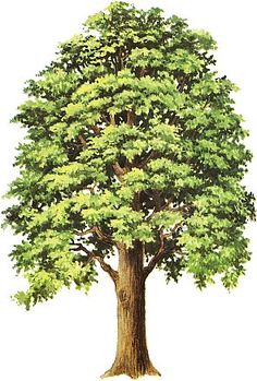 a drawing of a large tree with green leaves on it's trunk and branches