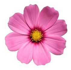 a pink flower with yellow center surrounded by green grass and dirt in the foreground