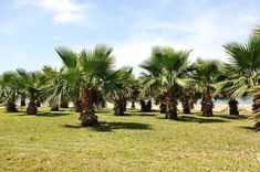 there are many palm trees in the field