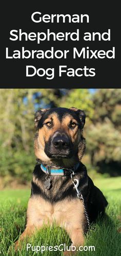 the german shepherd and labrador mixed dog fact is shown in front of a green field