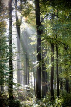 sunlight shining through the trees in a forest