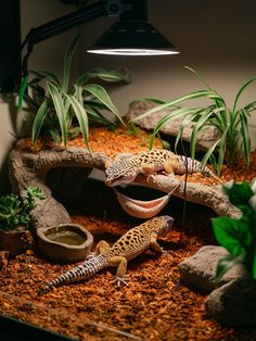 two geckos sitting on top of a rock in a terrarium with plants