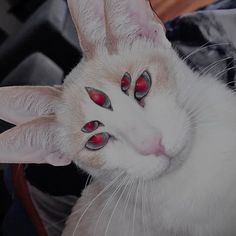 a white cat with red and black eyeliners on it's face looking at the camera