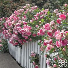 Carefree Wonder Roses Growing, Landscaping With Roses, White Fence, Heirloom Roses, White Picket Fence, Growing Roses, Planting Roses, Rose Bush, Climbing Roses