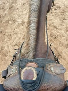 a close up view of a horse's foot and shoe