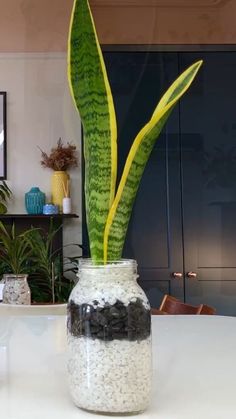 a potted plant sitting on top of a table