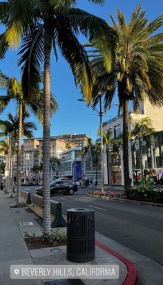 palm trees line the street in beverly hills, california