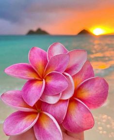 a person holding a pink flower in their hand on the beach at sunset or sunrise